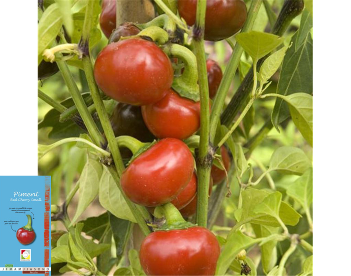 Piment Red Cherry Small - 30 graines