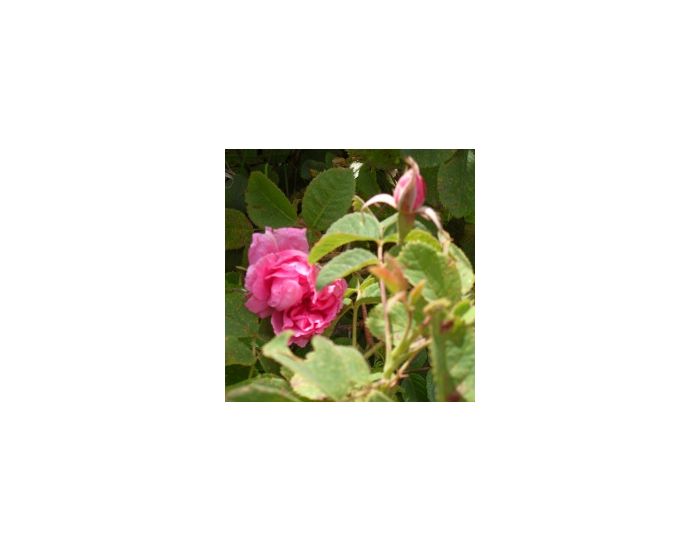 Ptit Crapaud Hydrolat de Rose - Nature et Progrs